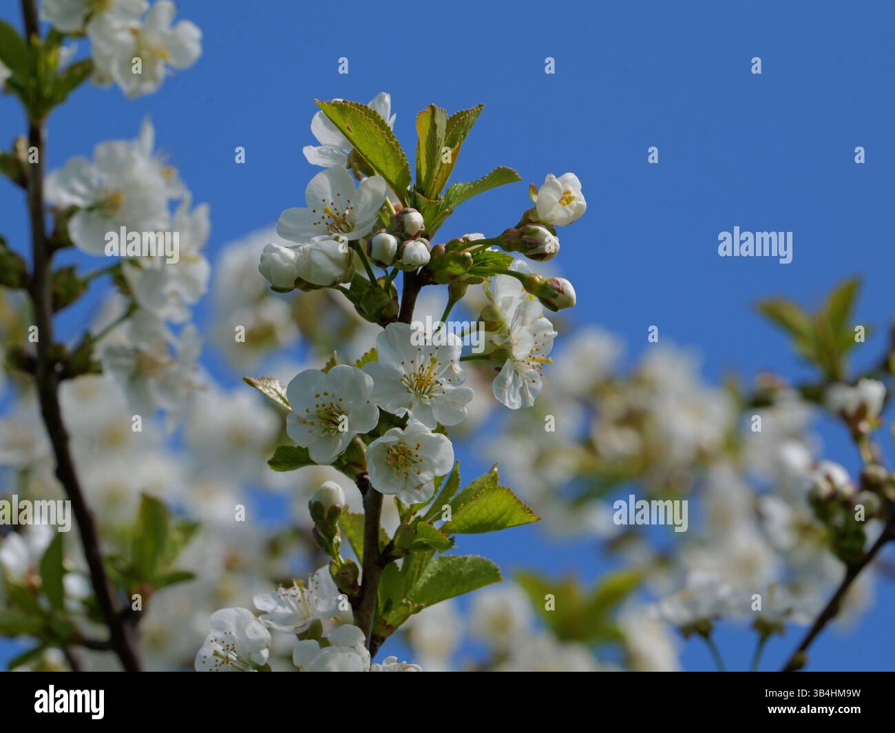 White blossoms spring flowering tree hi-res stock photography and 