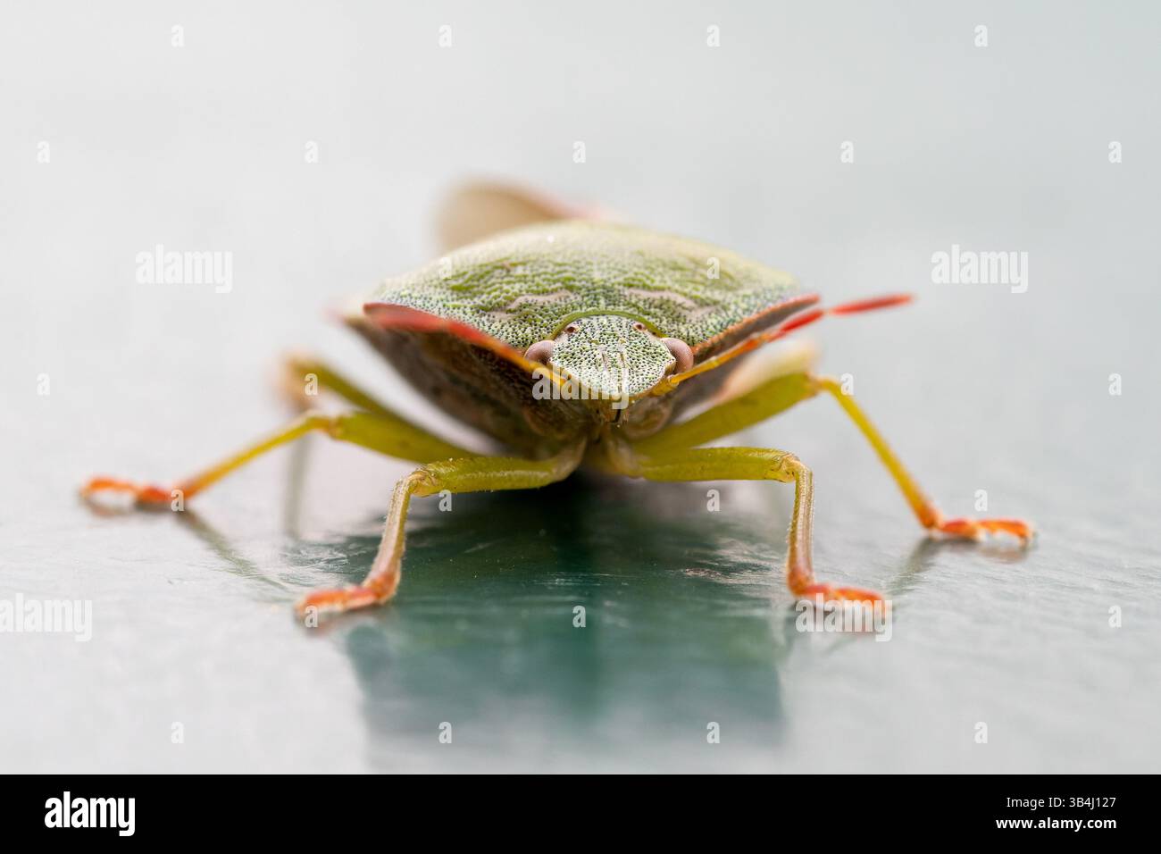 Green shield bug Palomena prasina resting on a textured surface, dorsal ...
