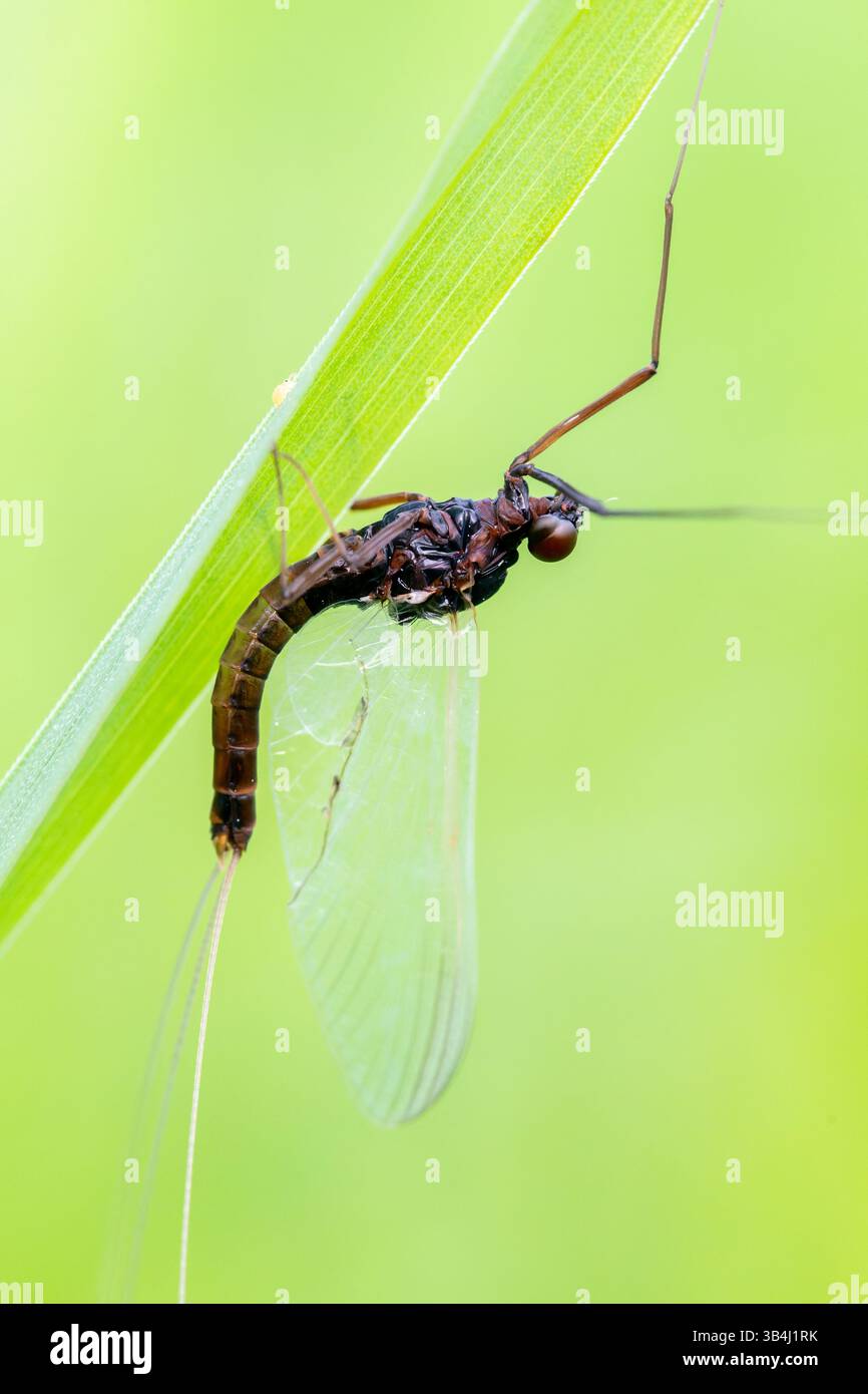 Mayfly (Ephemeroptera sp.) resting on a grass blade, macro close-up showing transparent wings and elongated body in a freshwater meadow habitat. Stock Photo