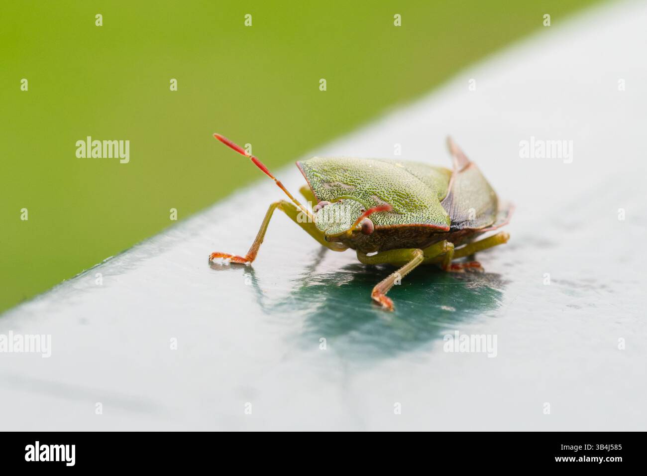 Green shield bug Palomena prasina resting on a textured surface, dorsal ...
