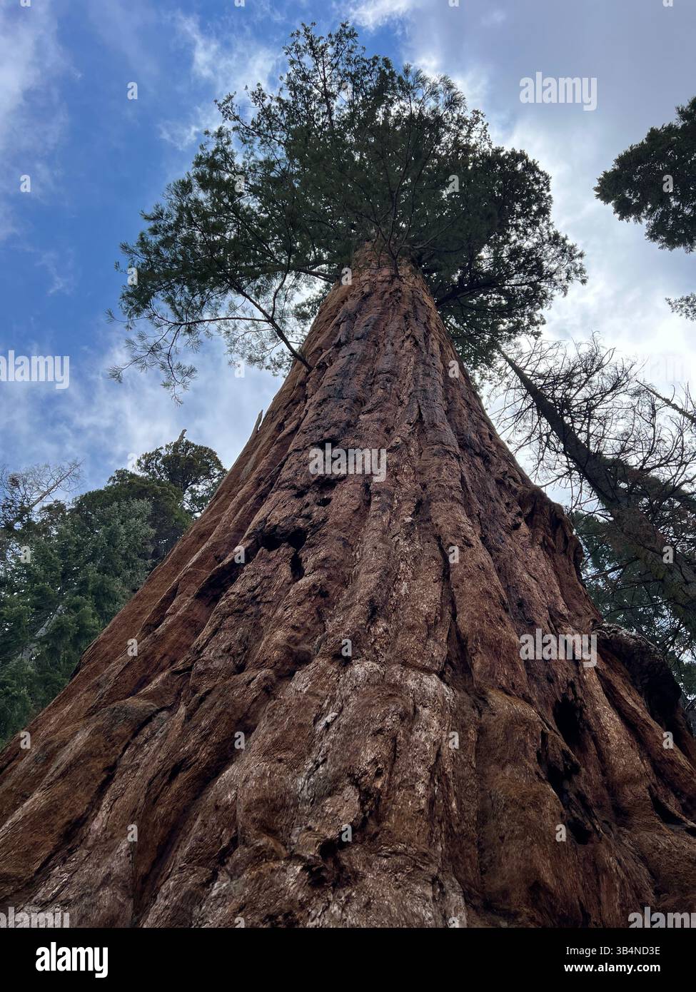 Low-angle photo of a towering Giant Sequoia tree with detailed bark and canopy against a spring sky in Kings Canyon National Park, California. - Smartphone Captured Stock Image