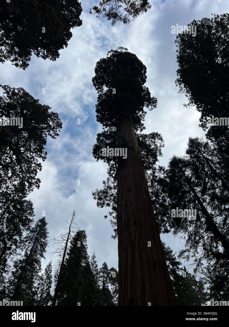 Towering Giant Sequoias in Kings Canyon National Park, California, silhouetted against a dramatic cloudy spring sky in early season wilderness. - Smartphone Captured Stock Image