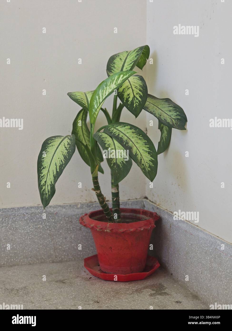 Dieffenbachia plant care tips for maintaining a healthy and vibrant indoor garden - Smartphone Captured Stock Image