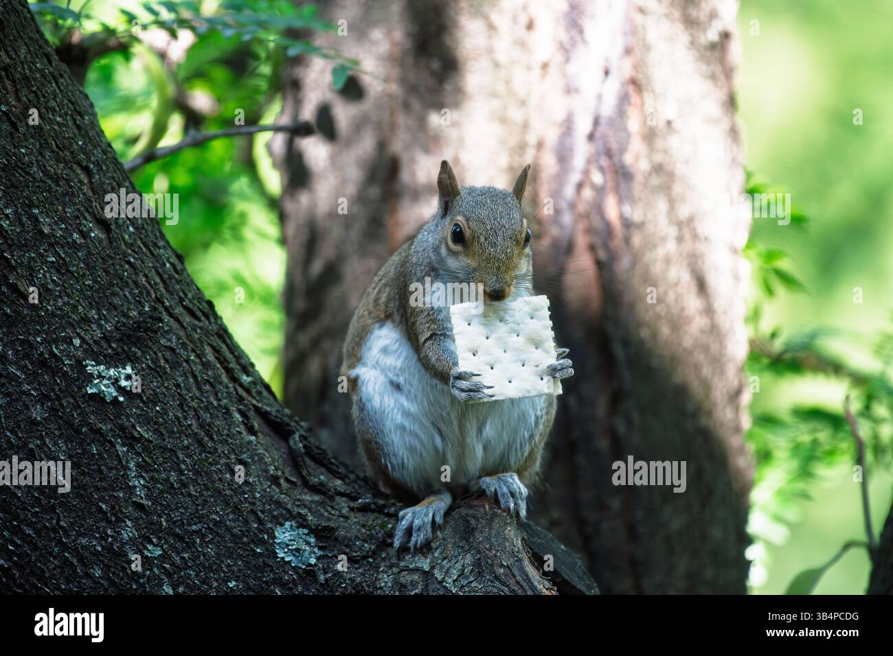 A squirrel perches on a tree branch, clutching a cracker in both tiny paws as it nibbles away contentedly. Stock Photo
