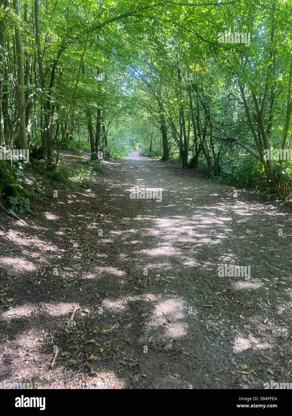 Walking through natures filter - Smartphone Captured Stock Image