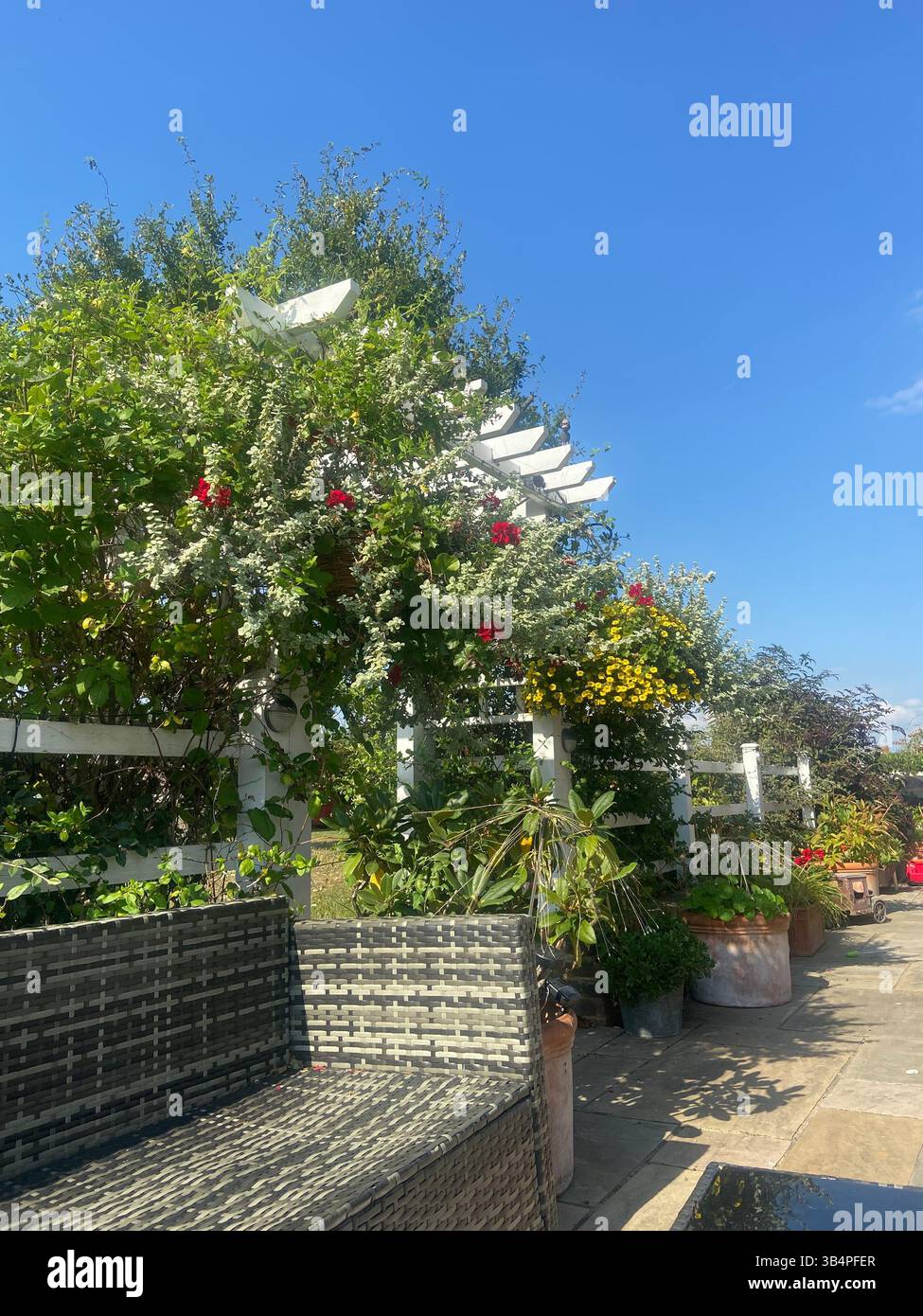 starting to bloom - Smartphone Captured Stock Image