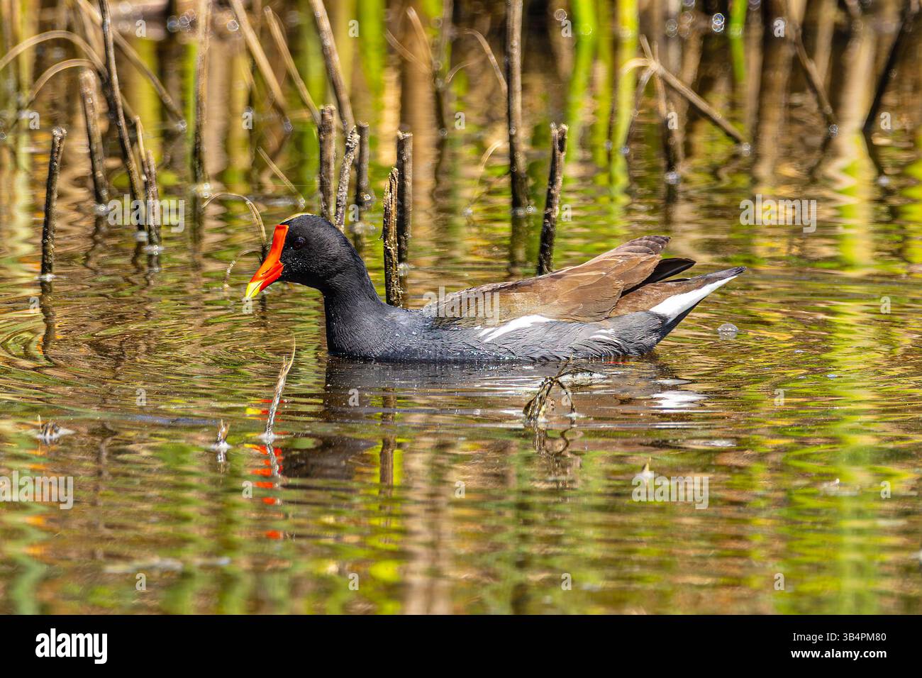 A Common Gallinule at the Merced National Wildlife refuge in the ...