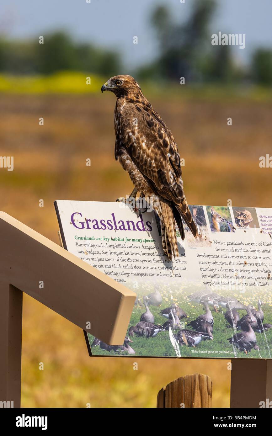 The new tour guide at the Merced National Wildlife refuge in the ...