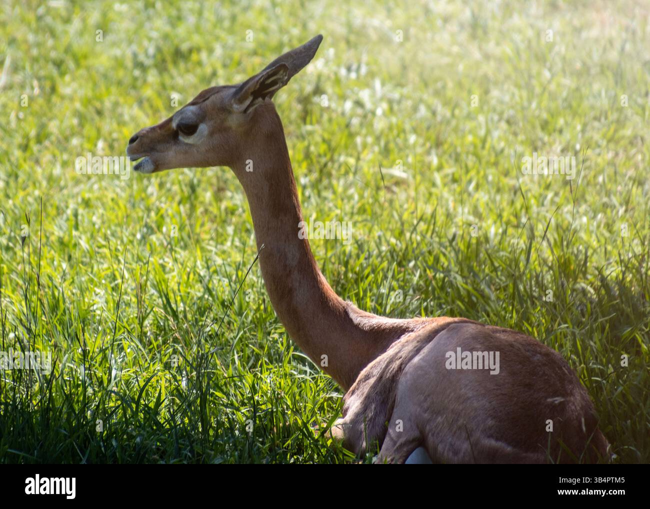 Slender structure features hi-res stock photography and images - Alamy