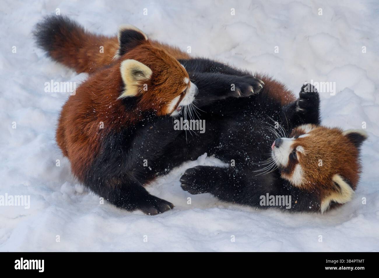 Two Red Pandas Engage In Playful Sparring In A Snowy Area Showcasing Two Red Pandas Engage In Playful Sparring In A Snowy Area Showcasing