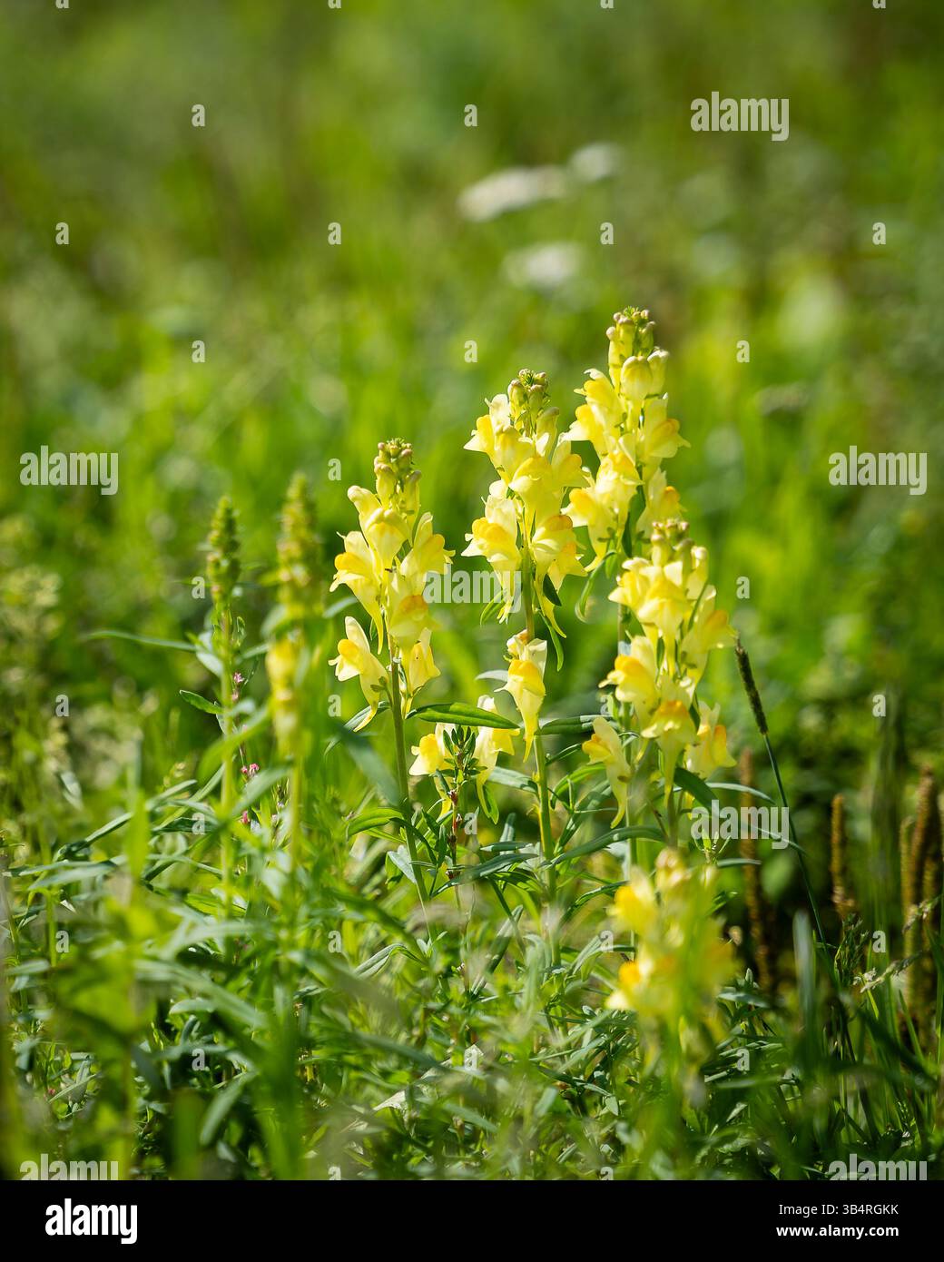 Common toadflax, yellow toadflax or butter-and-eggs (Linaria vulgaris). An attractive lemon yellow flower in the family Plantaginaceae in meadow. Stock Photo