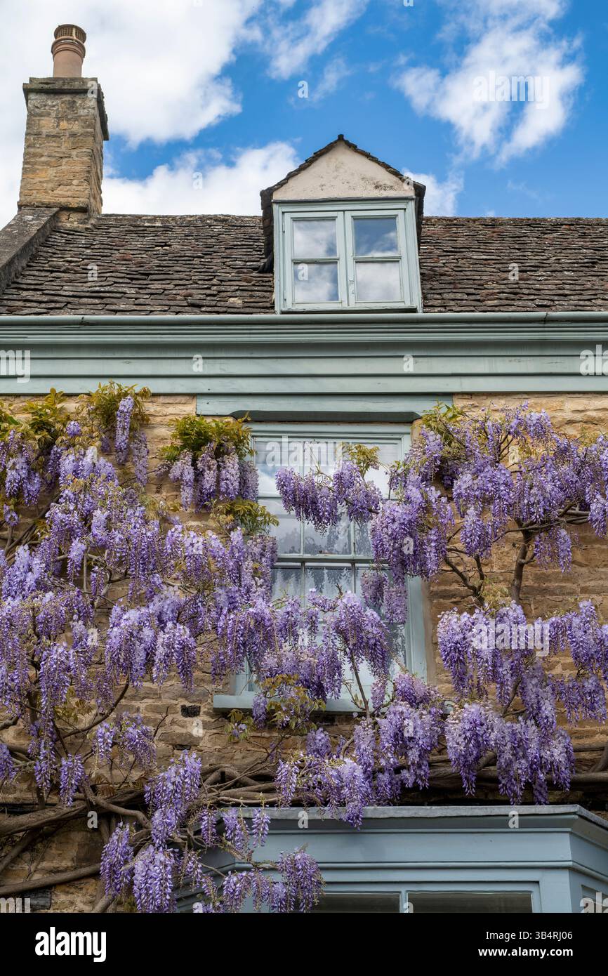 Wisteria floribunda. Japanese wisteria flowering in spring on the exterior of a stone house in the cotswold town of Charlbury. Oxfordshire, England Stock Photo