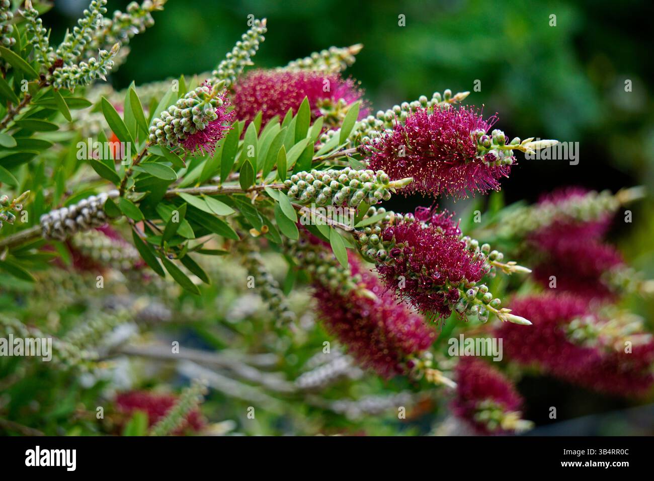 Bottlebrush Closeup of unfurling buds of the deep red flower of ...