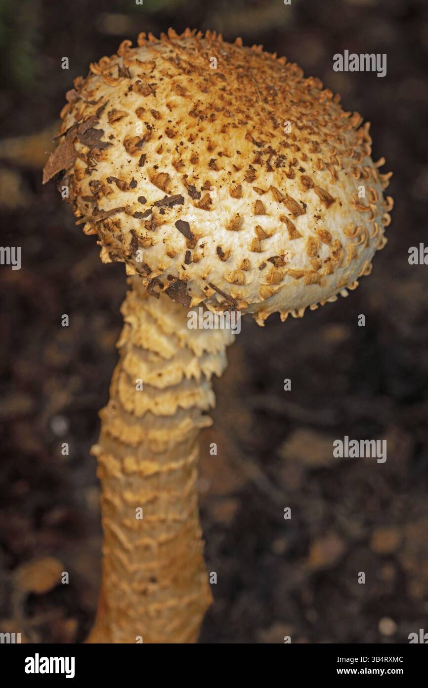 Pale shaggy scalycap Fruit body light brown scaly stem and cap with flaky, sparse scales Stock Photo