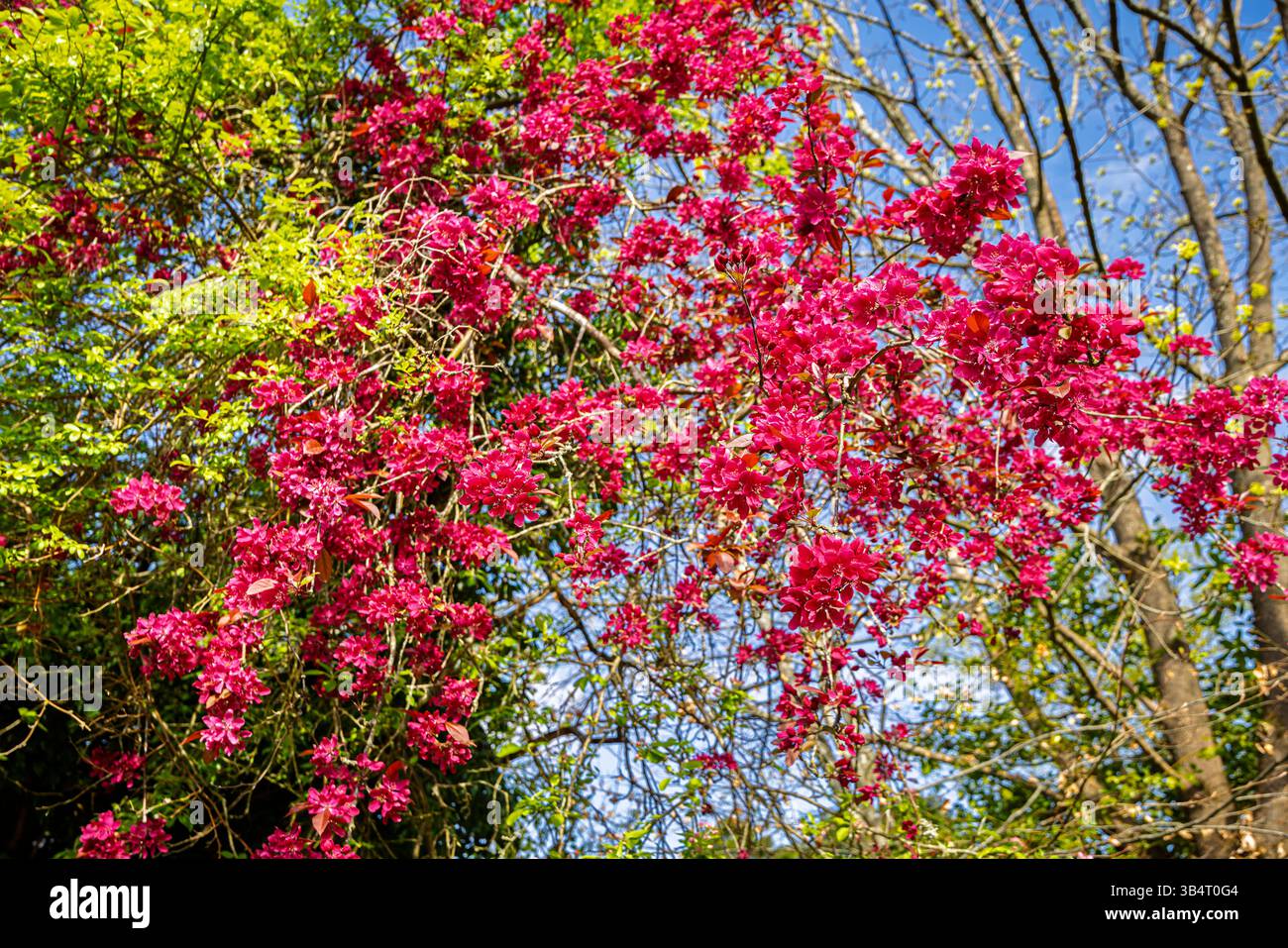 Deep burgundy red crab apple (Malus) blossom blooming in a garden in Surrey, south-east England in spring Stock Photo