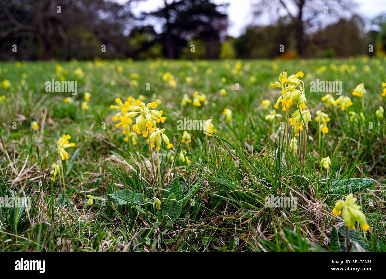Yellow cowslips (Primula veris) growing in a field in spring in Hatchlands Park near Guildford. Surrey, south-east England Stock Photo