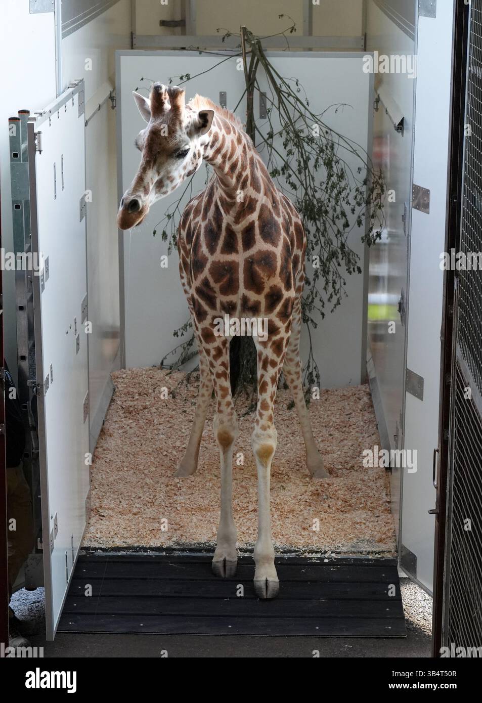 Unloaded Picture Noinin, a 7-year-old female Rothschild's giraffe, is unloaded from her ...