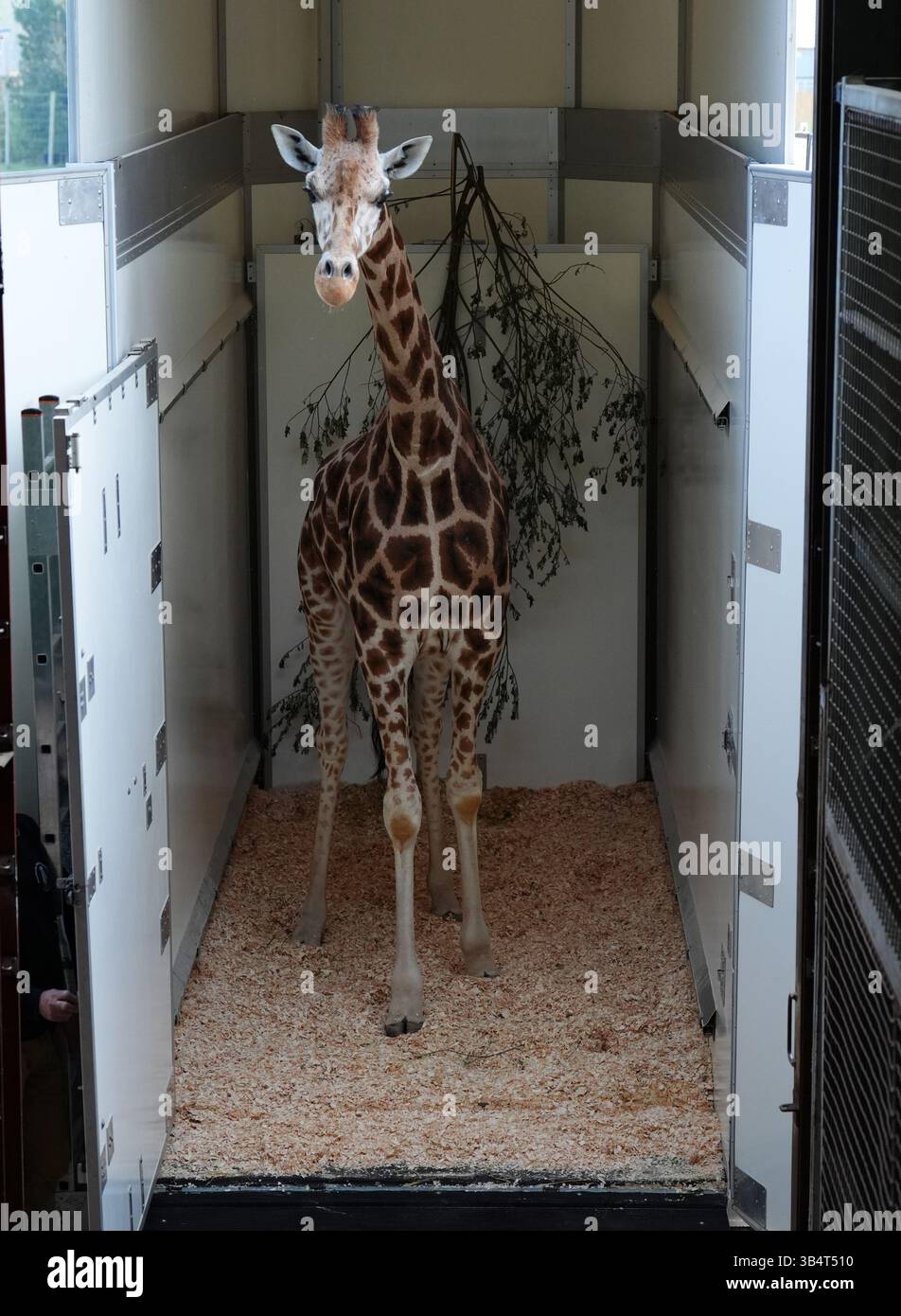 Unloaded Picture Noinin, a 7-year-old female Rothschild's giraffe, is unloaded from her ...