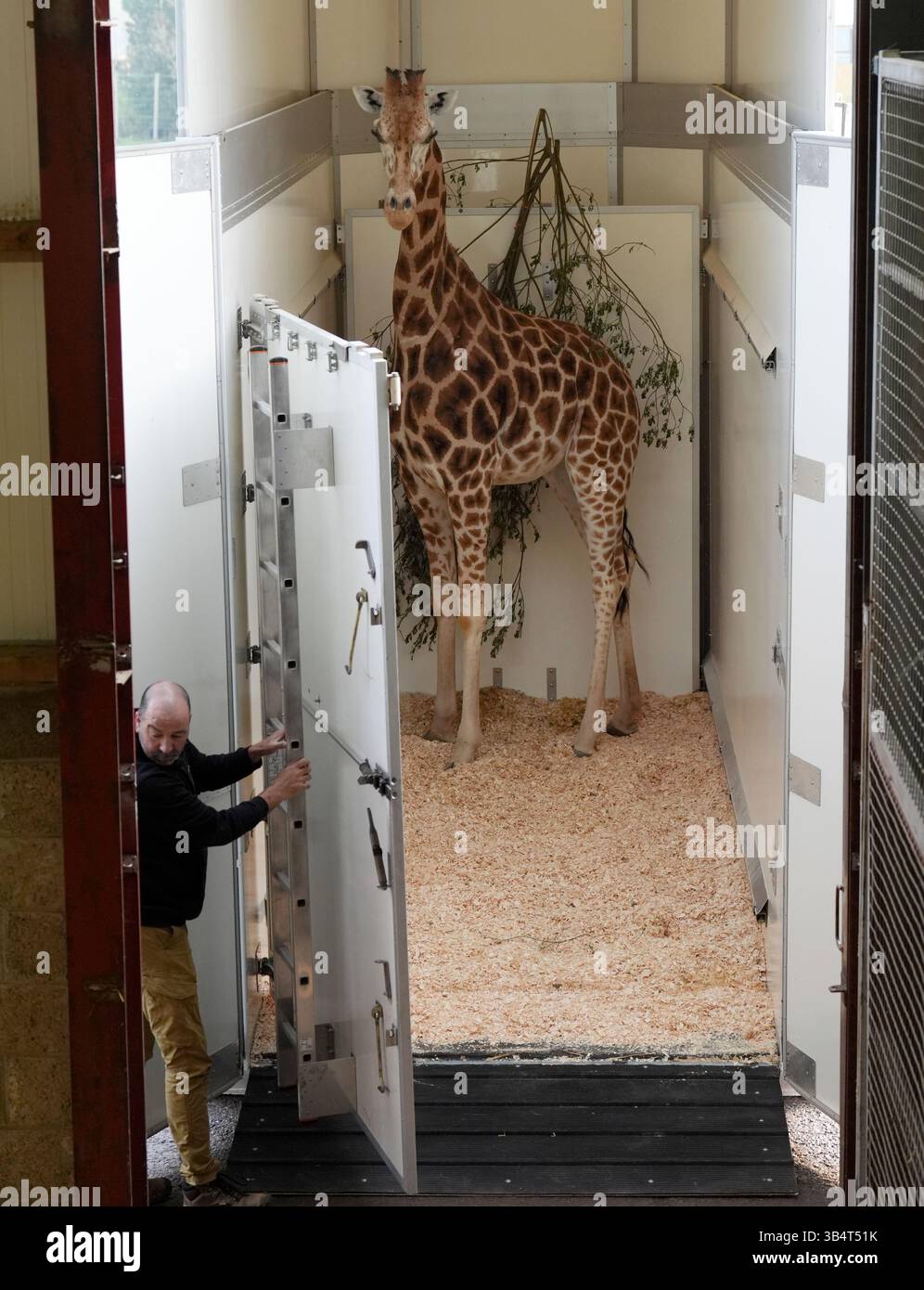 Unloaded Picture Noinin, a 7-year-old female Rothschild's giraffe, is unloaded from her ...