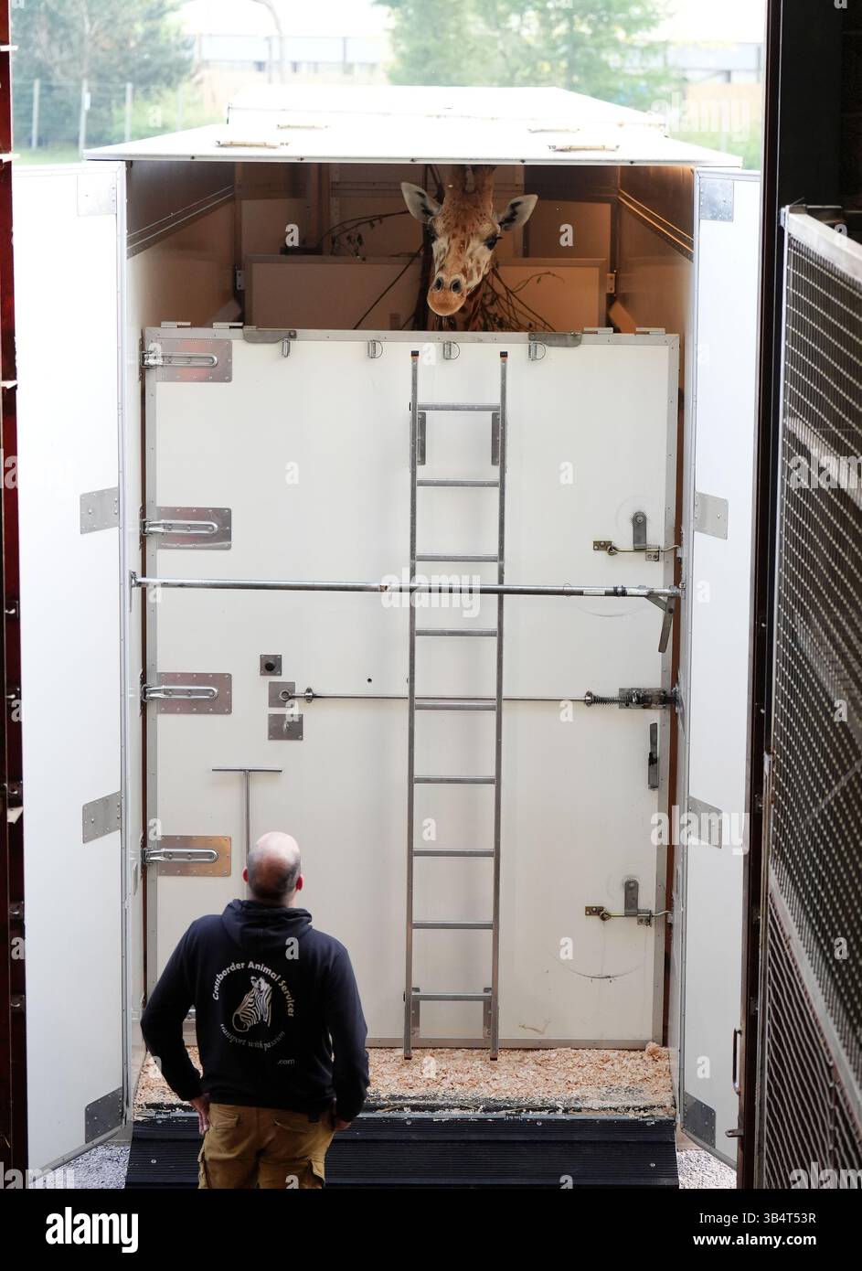 Unloaded Picture Noinin, a 7-year-old female Rothschild's giraffe, is unloaded from her ...