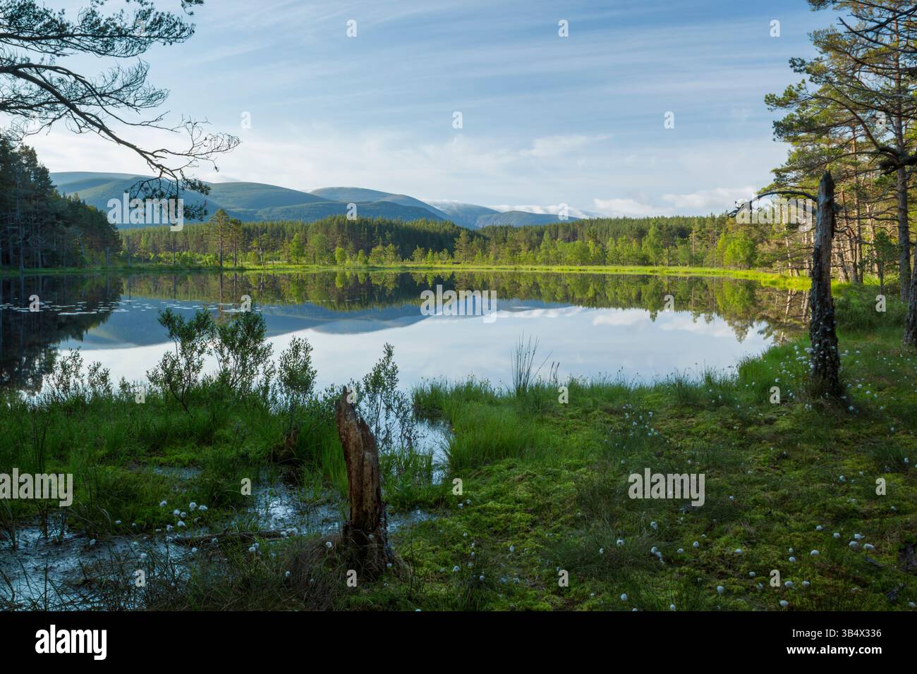 Morning view across Uath Lochan with lush green  bog vegetation in the foreground and Cairngorm mountains in the distance - Stock Image