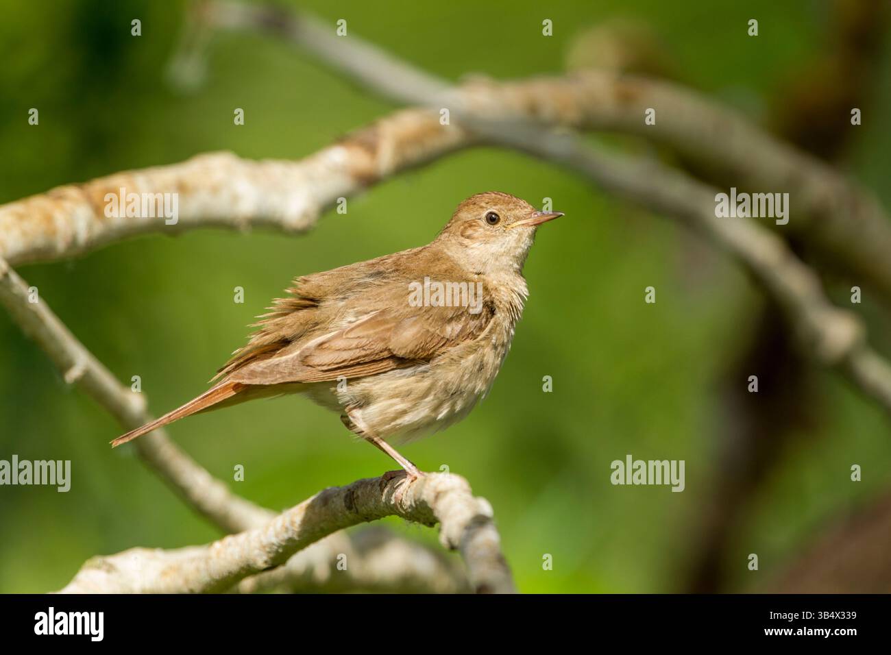 Common nightingale (Luscinia megarhynchos) adult side view, perched among tree branches with feathers slightly ruffled - Stock Image