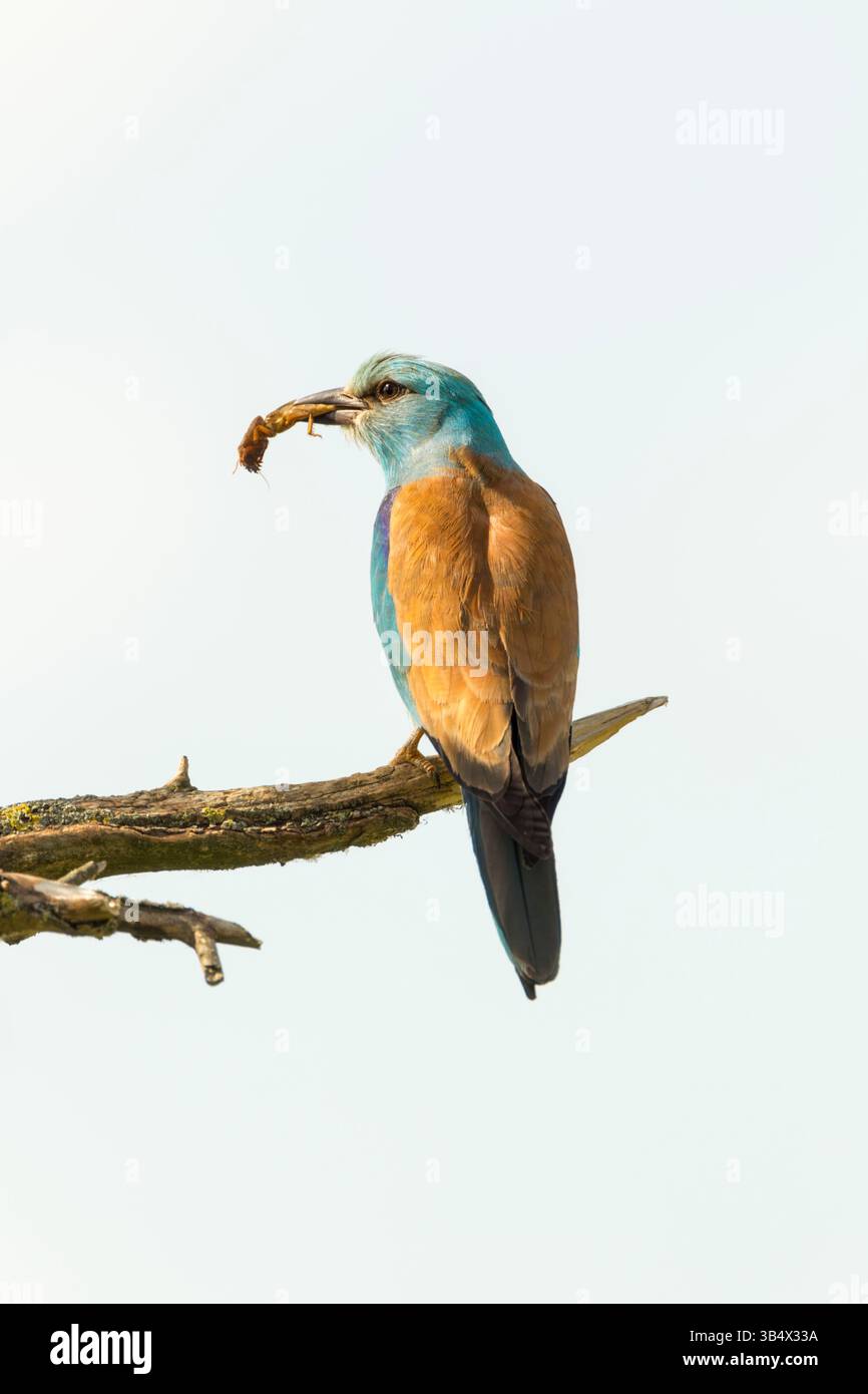 European roller (Coracias garrulus) rear view with head turned, perched on a branch with a large insect in its beak, set against a pale background - Stock Image