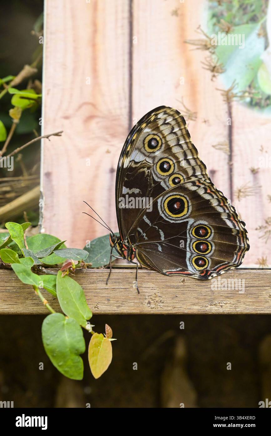 Mariposa grande hi-res stock photography and images - Alamy, image size:866x1390