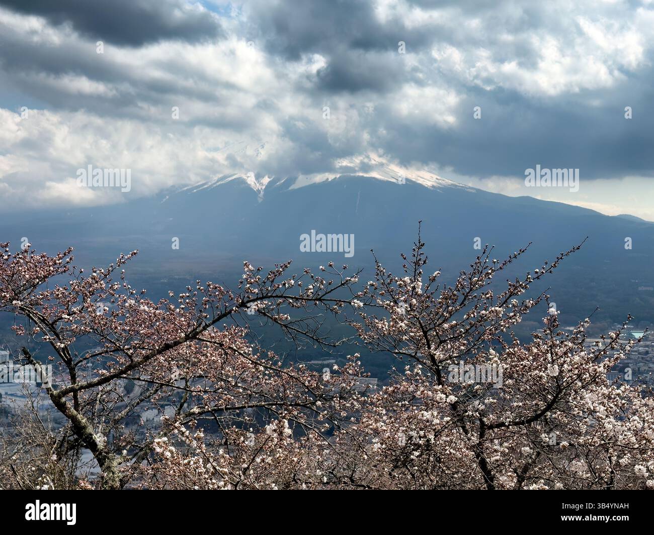 Late season cherry blossoms with partly exposed mount Fuji, Japan in Spring time Stock Photo