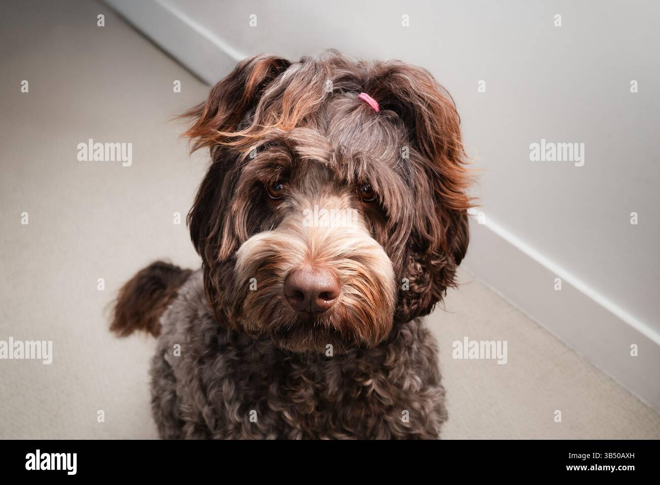 Cute dog looking up at camera. Labradoodle dog with two pony tails. Curious or waiting body language. High angle view. Australian Labradoodle. Dog wit Stock Photo