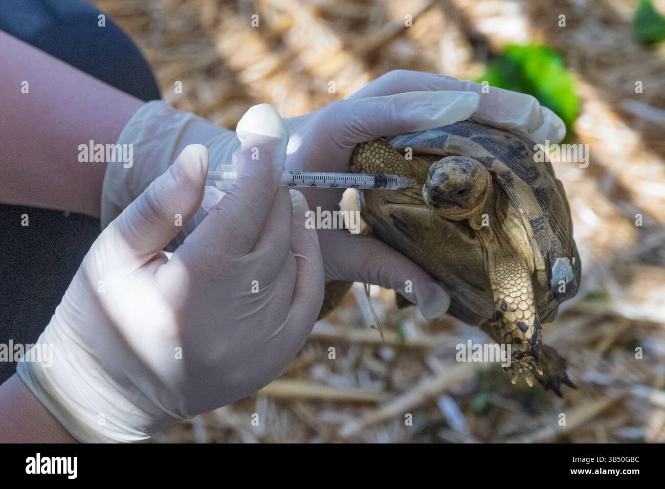 Tortoise Im Injection Tortoise treat hi-res stock photography and images - Alamy
