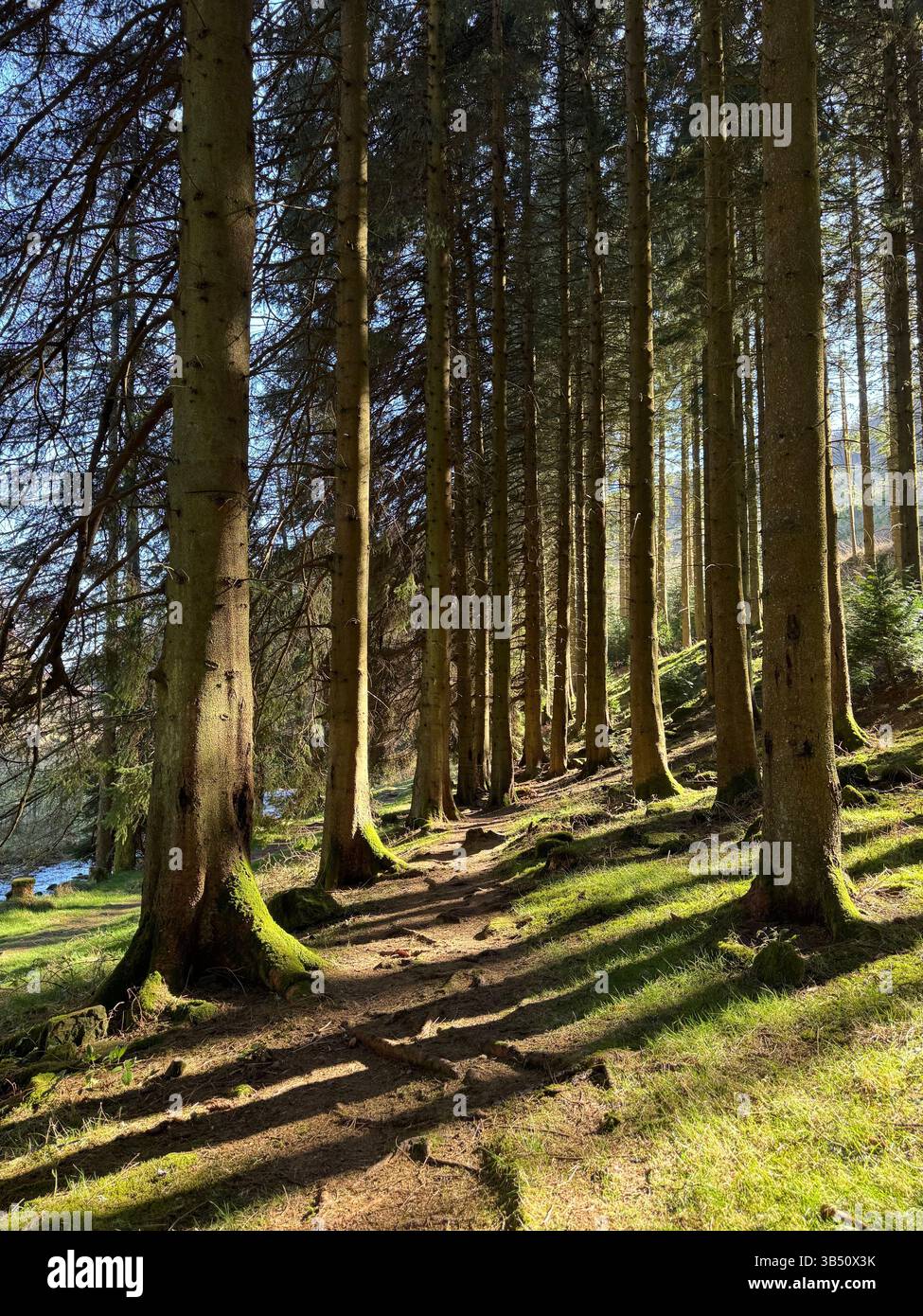 Pine trees with shadows and light, Bannau Brycheiniog, Wales. - Smartphone Captured Stock Image