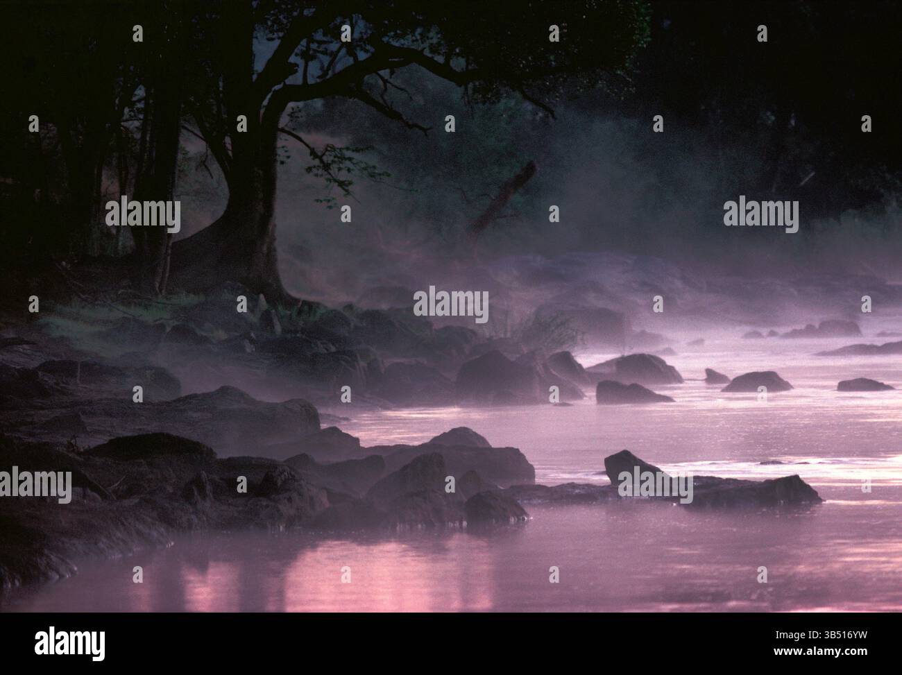 Botswana. Mist over Okavango River by forest at dawn. Stock Photo