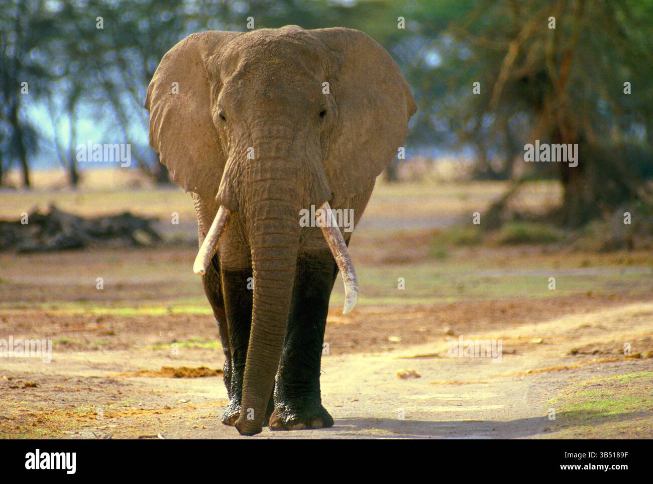 Kenya. Wildlife. Savannah Elephant. Stock Photo