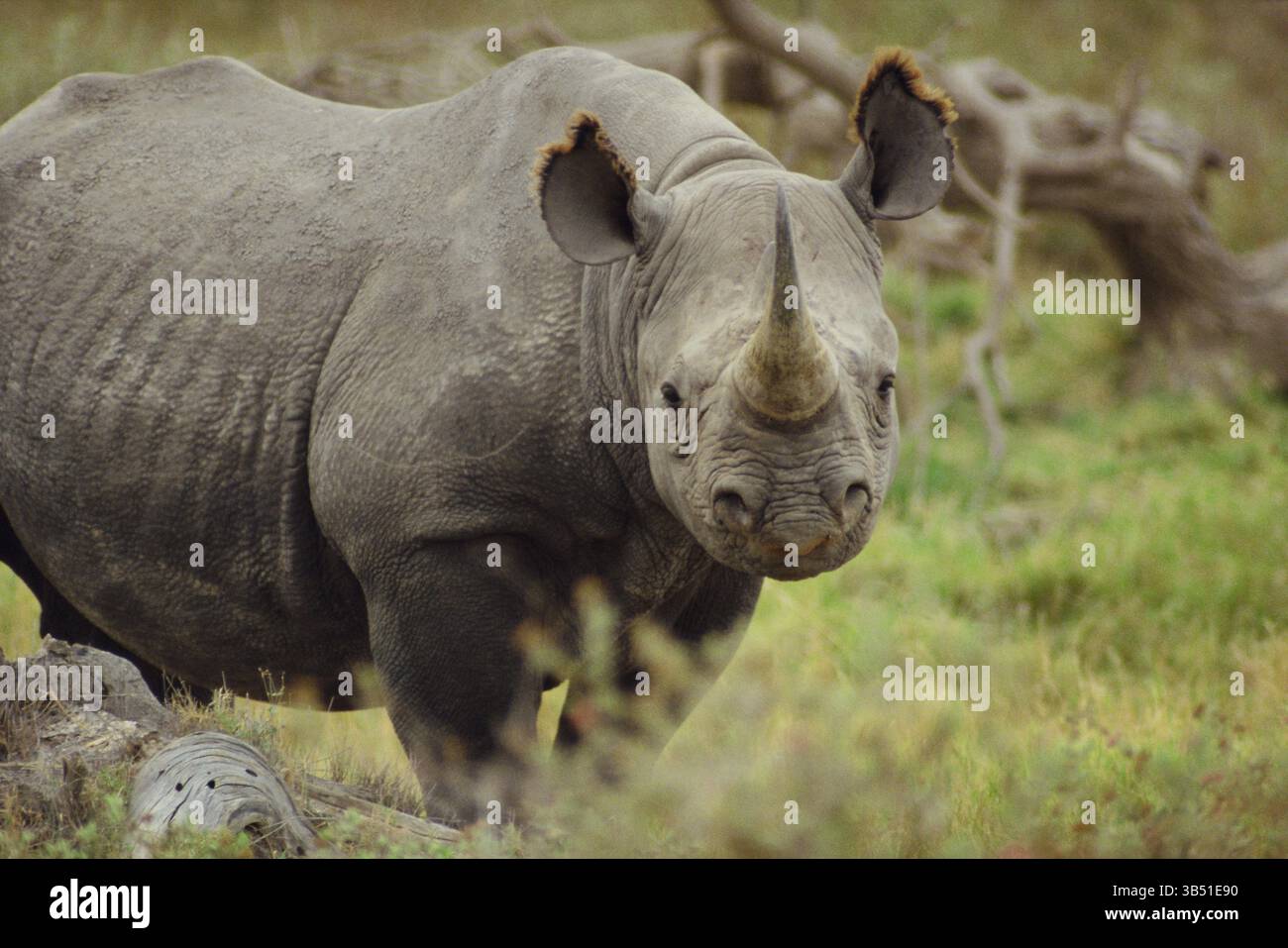 Botswana. Wildlife. Black Rhinoceros. (Diceros bicornis) Stock Photo