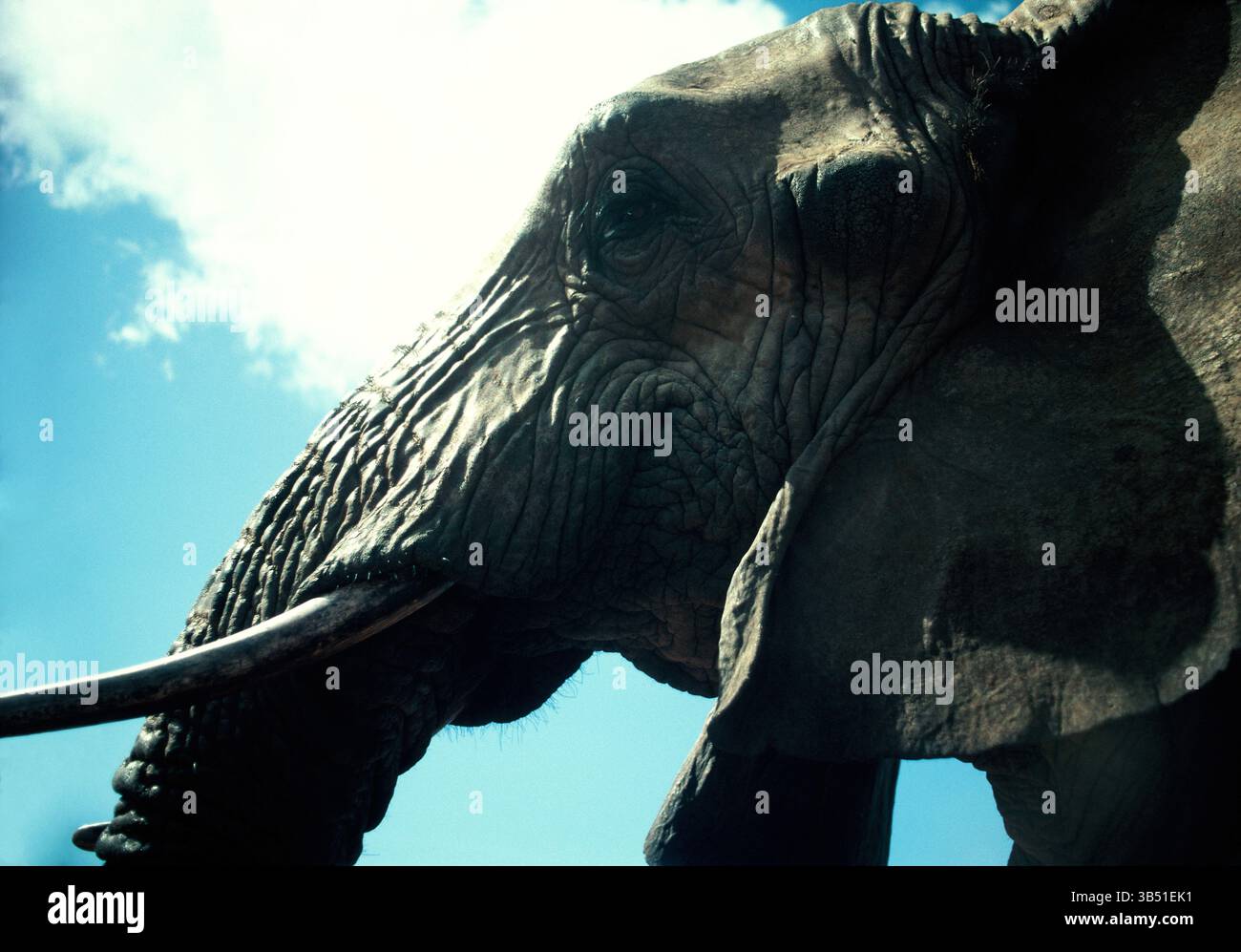 Botswana. Wildlife. African Bush Elephant. (Loxodonta africana) Stock Photo