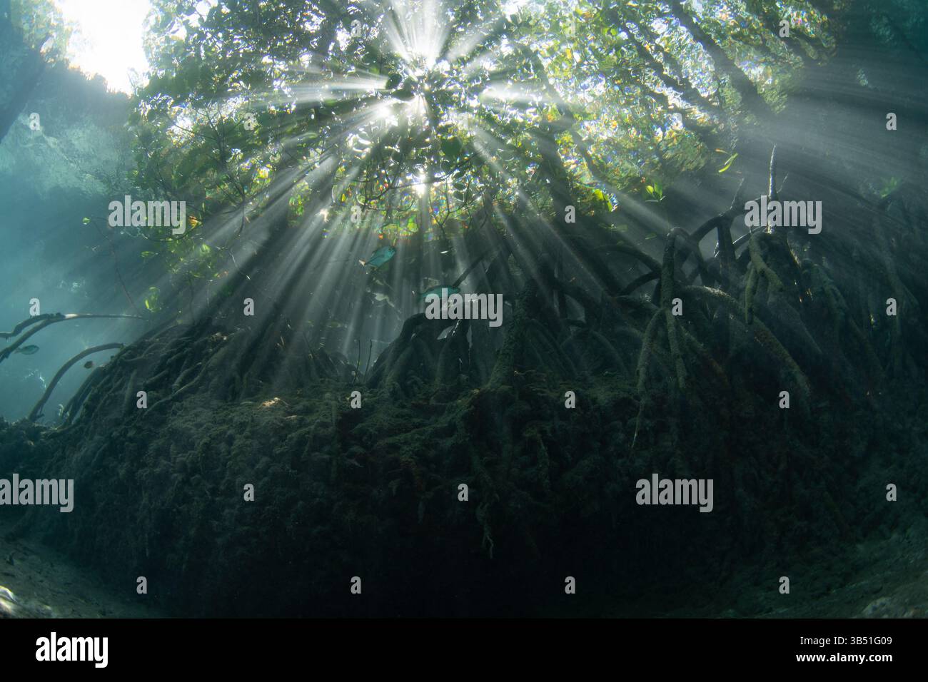 Beams of bright light filter into a shadowed mangrove forest in Misool, Indonesia. Mangroves are ecologically important and act as nurseries. Stock Photo