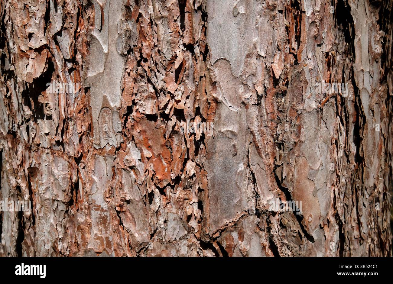 weathered pine tree bark background Stock Photo