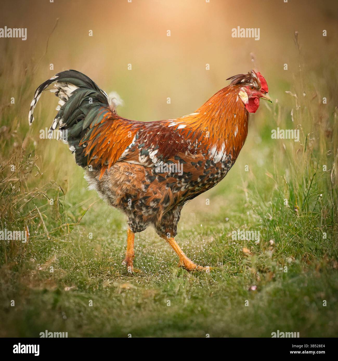 swedish flower hen cockerel Stock Photo - Alamy