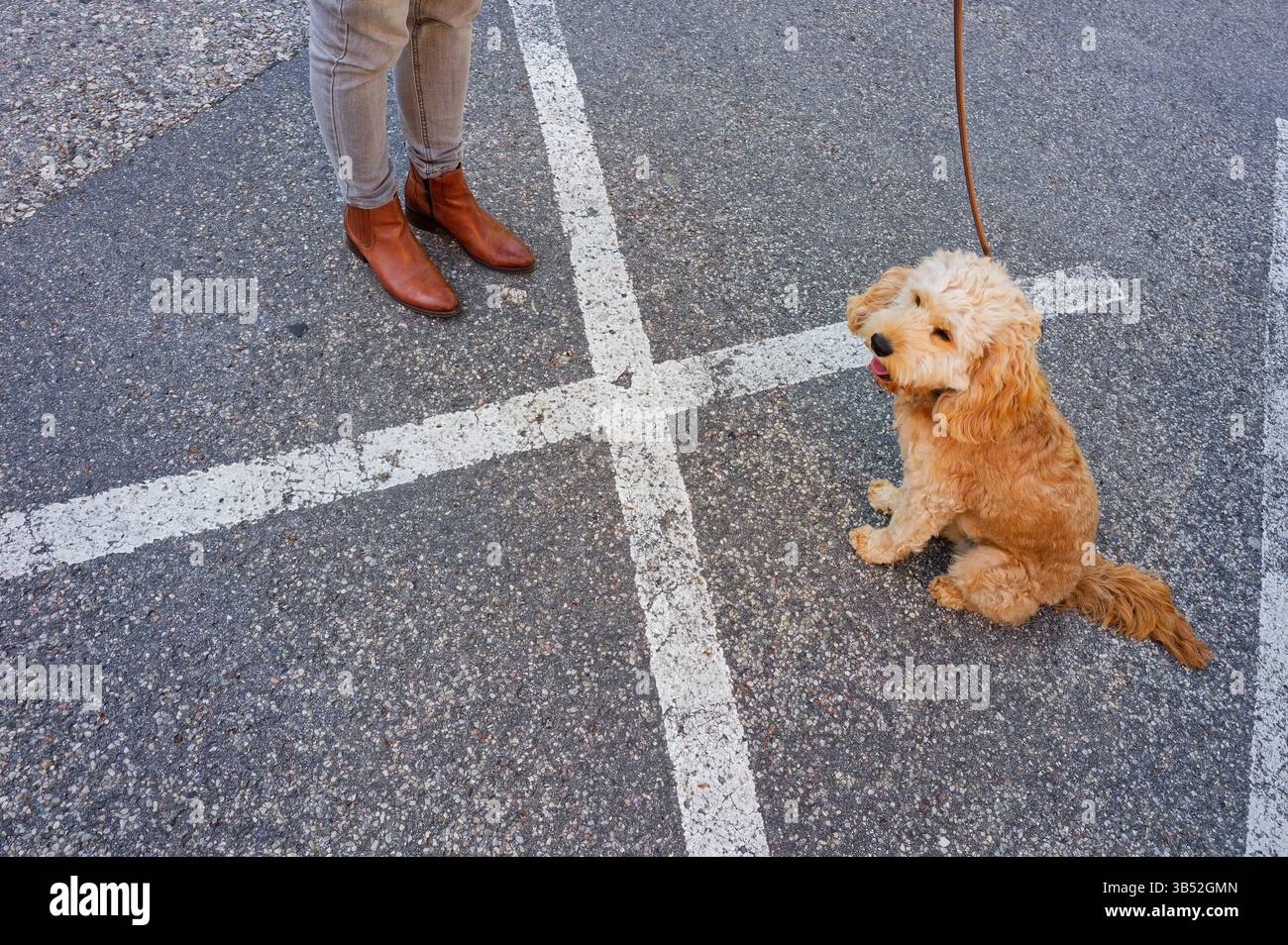 Cockapoo Train Train Ob es heute besser klappt Die Hundebesitzerin trainiert ihren Cockapoo ...