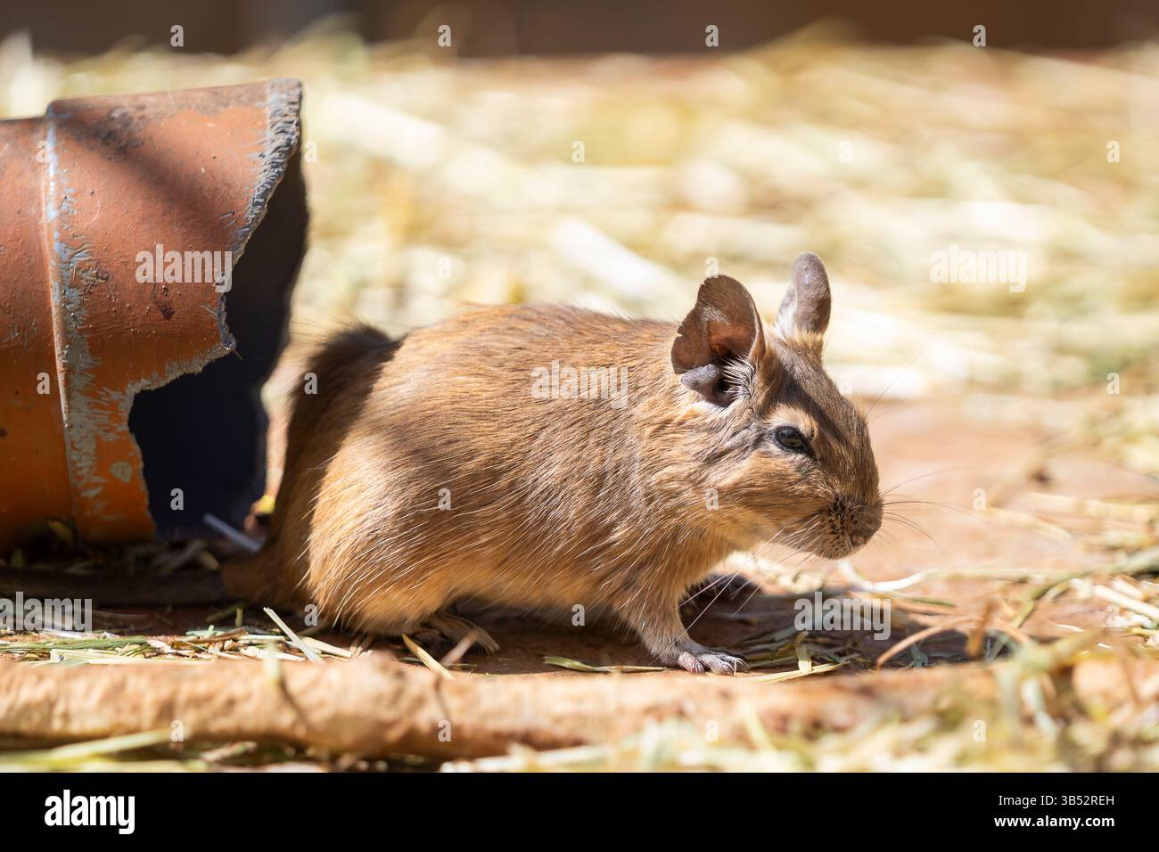 Common Degu (Octodon degus), native of Chile. Close up portrait of a common degu. Degu also known as a bushy tail rat. Stock Photo