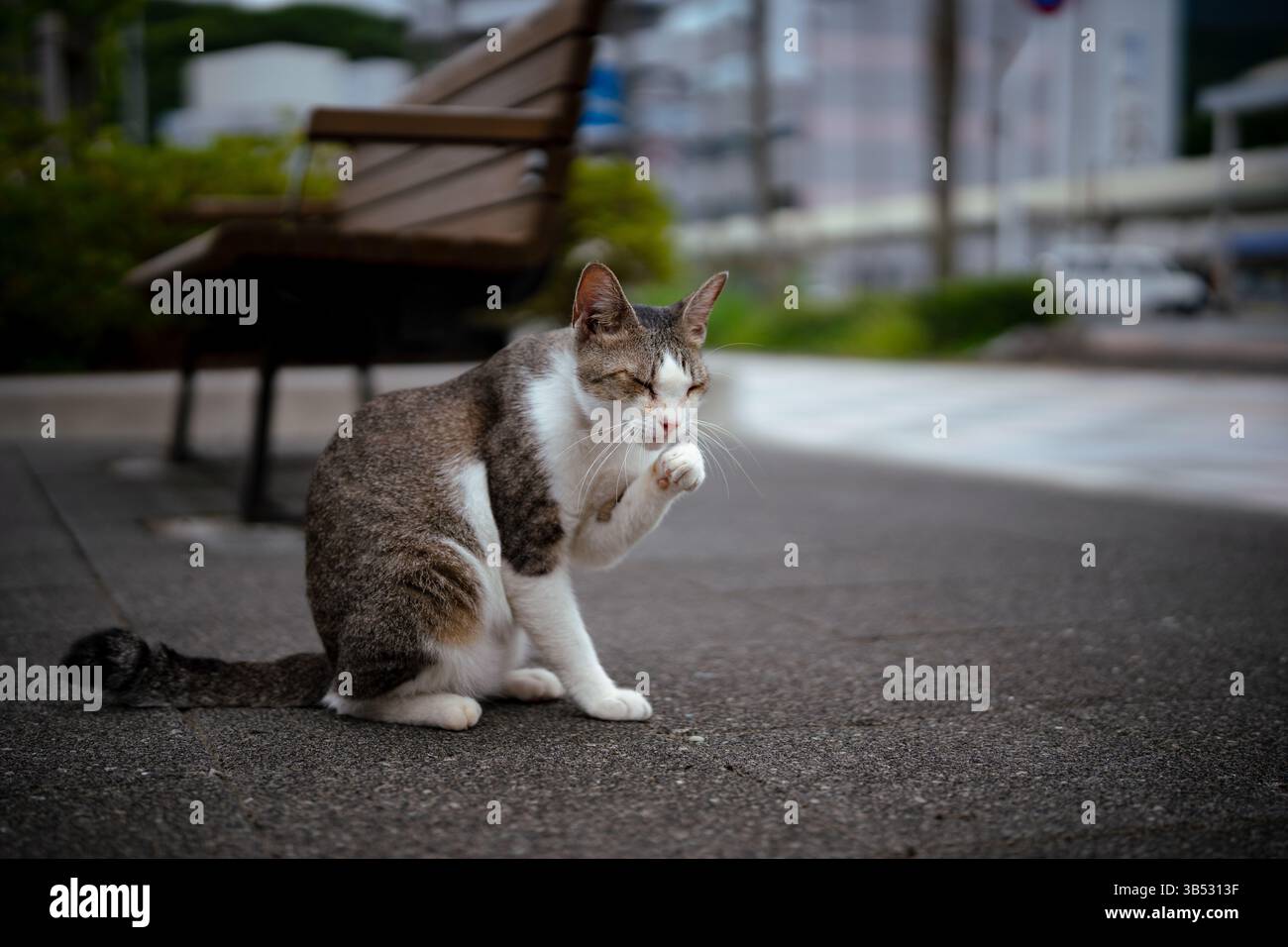 Stray cat cleaning its paw while sitting on pavement Stock Photo