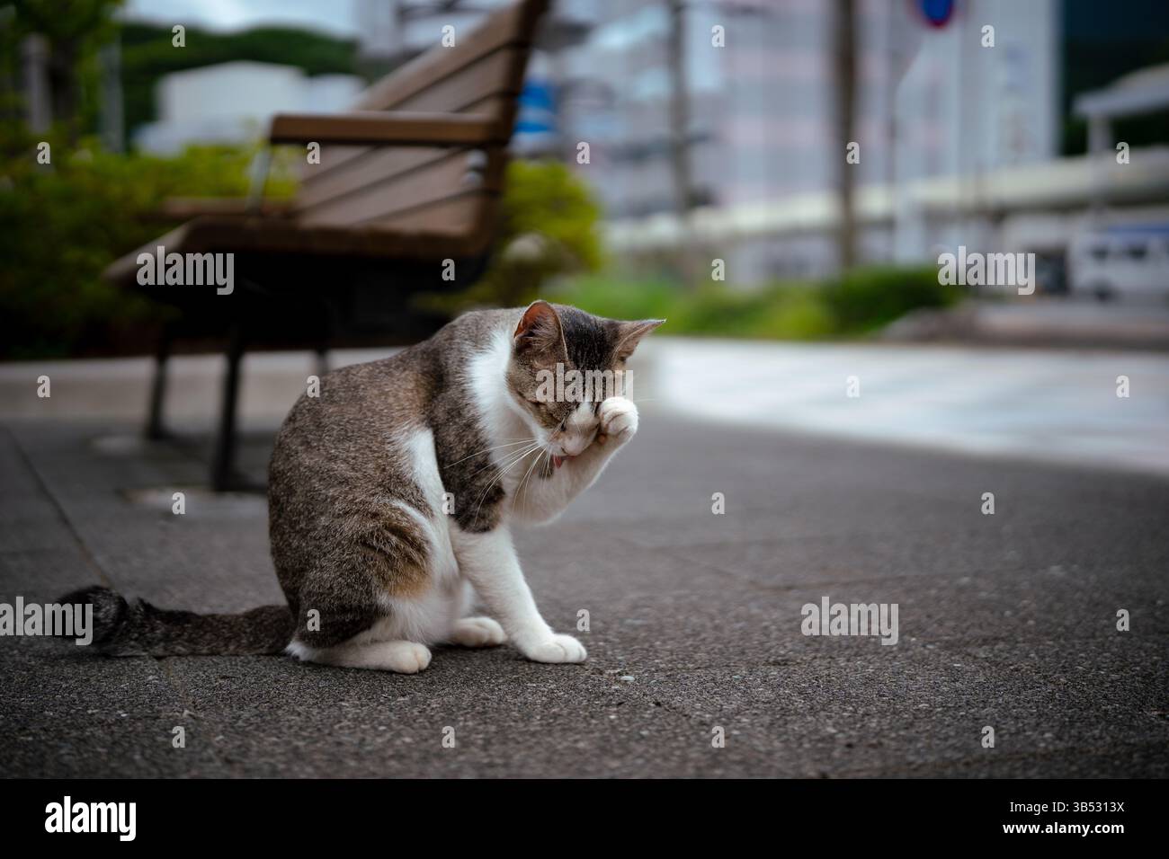 Cat sitting on street near hi-res stock photography and images - Alamy