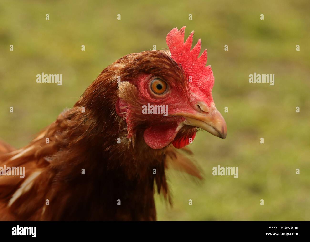 Red head chicken hi-res stock photography and images - Page 7 - Alamy