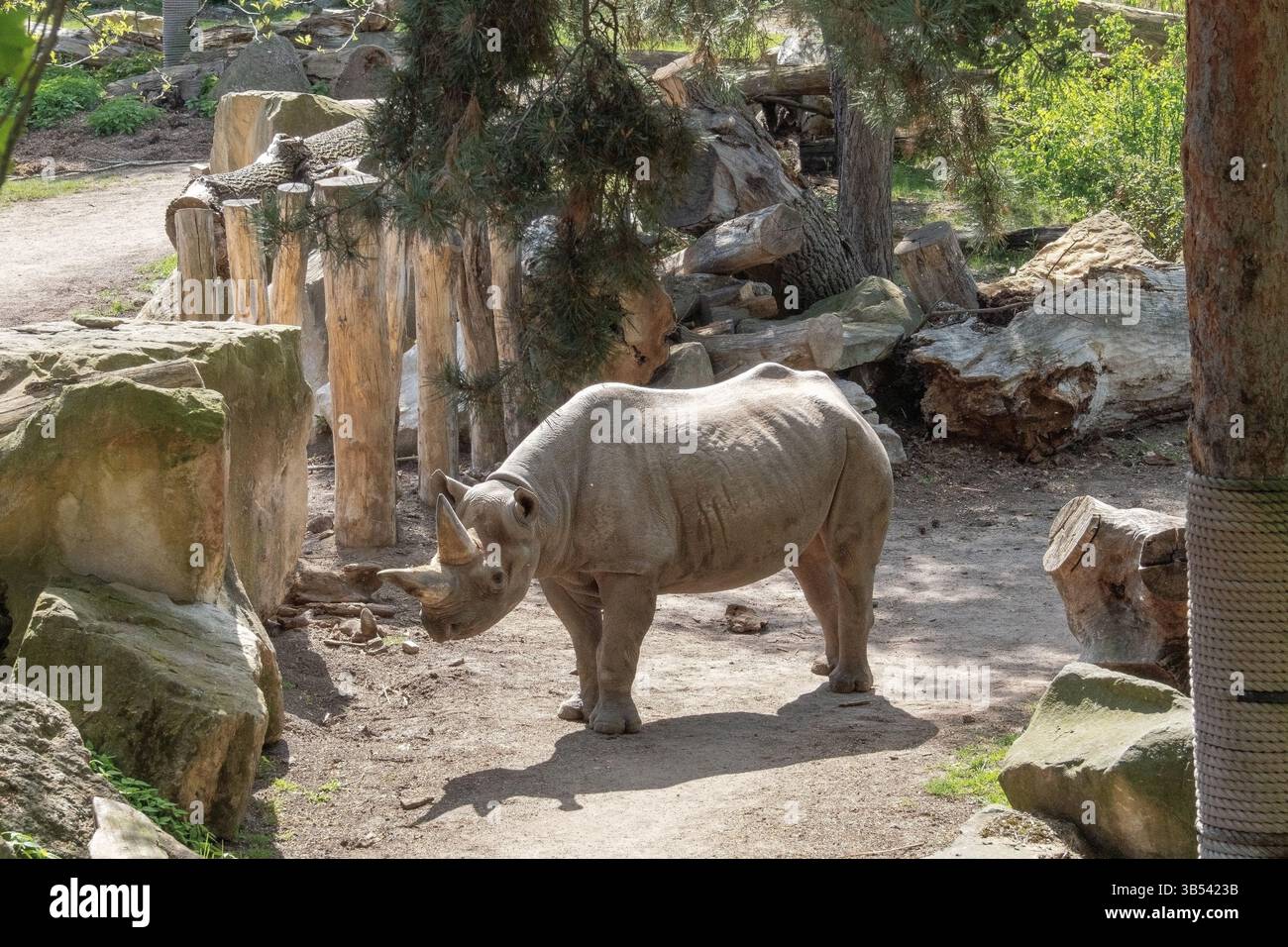 A rhinoceros stands in an open area at the zoo. Its massive body, thick grey skin and distinctive horn highlight the animal's power and ancient origin Stock Photo