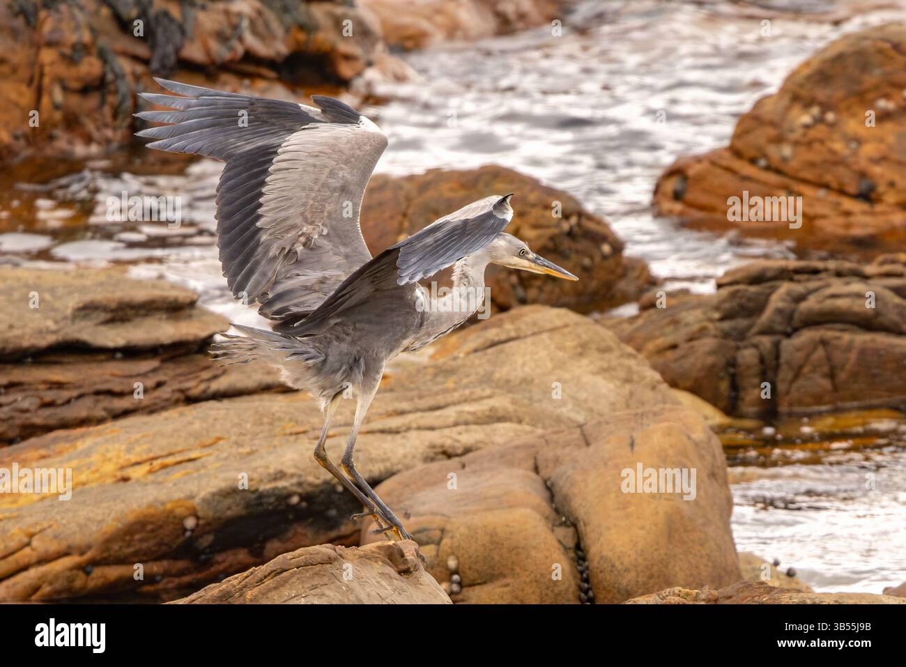 Grey heron in flight. Stock Photo