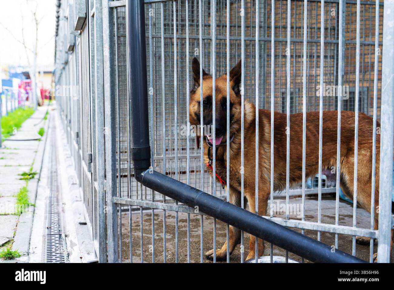 Dog behind bars in animal shelter, hoping for adoption. Homeless brown ...