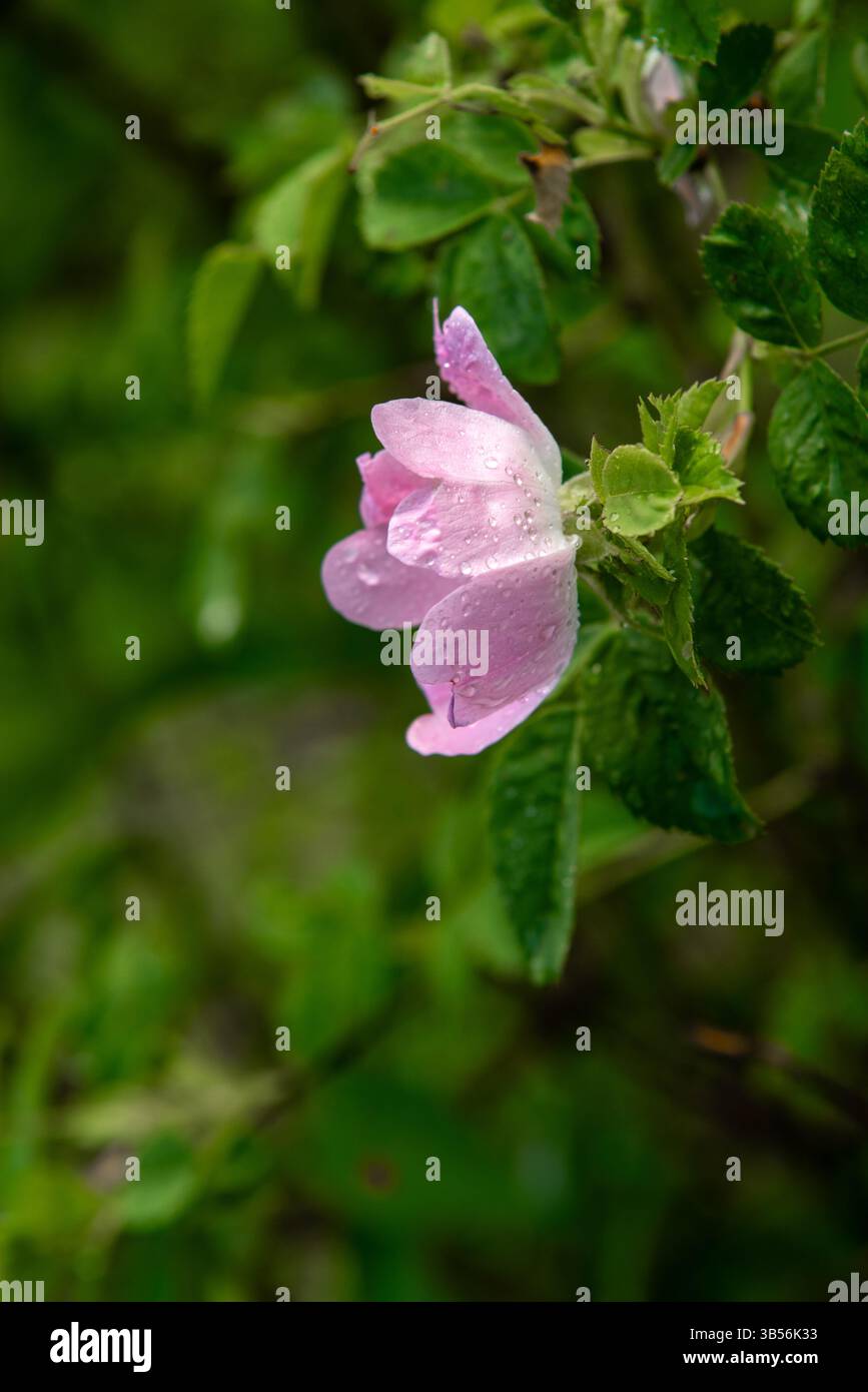 Rosa canina, the dog rose, is a variable climbing, wild rose species ...