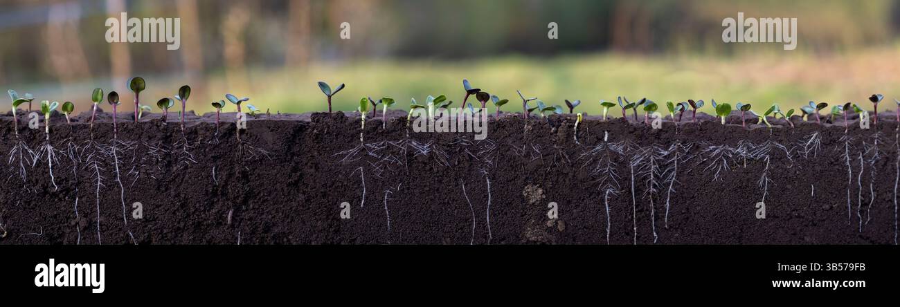 Cross section plant roots in soil hi-res stock photography and images ...