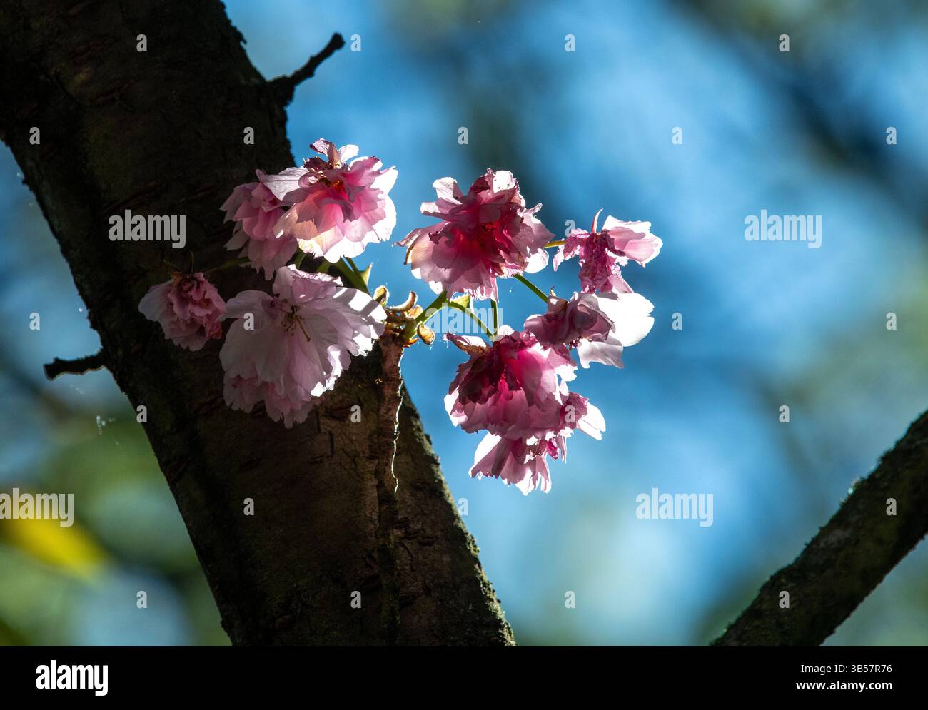 Japanese cherry tree in blossom, Berlin, Germany Stock Photo
